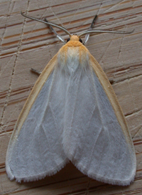 Delicate Cycnia